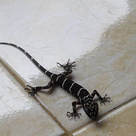 Batu Kapal Jungle Houses Hotel เบอราสตากี ภายนอก รูปภาพ