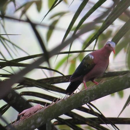 Batu Kapal Jungle Houses Hotel เบอราสตากี ภายนอก รูปภาพ