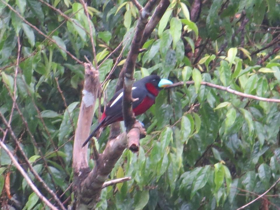 Batu Kapal Jungle Houses Hotel เบอราสตากี ภายนอก รูปภาพ