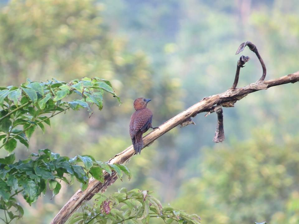 Batu Kapal Jungle Houses Hotel เบอราสตากี ภายนอก รูปภาพ