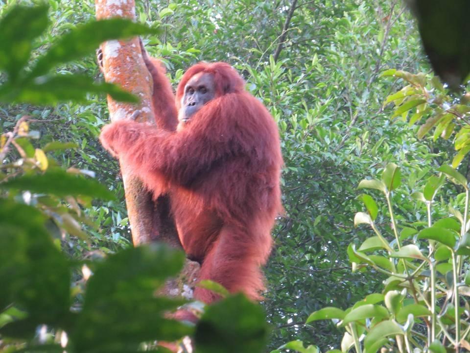 Batu Kapal Jungle Houses Hotel เบอราสตากี ภายนอก รูปภาพ