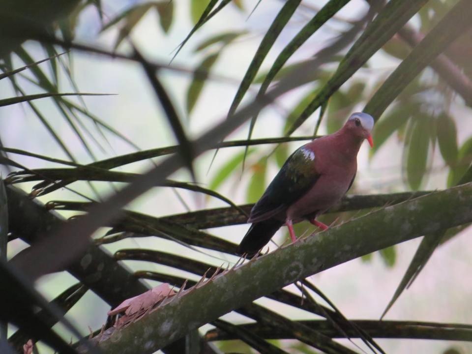 Batu Kapal Jungle Houses Hotel เบอราสตากี ภายนอก รูปภาพ