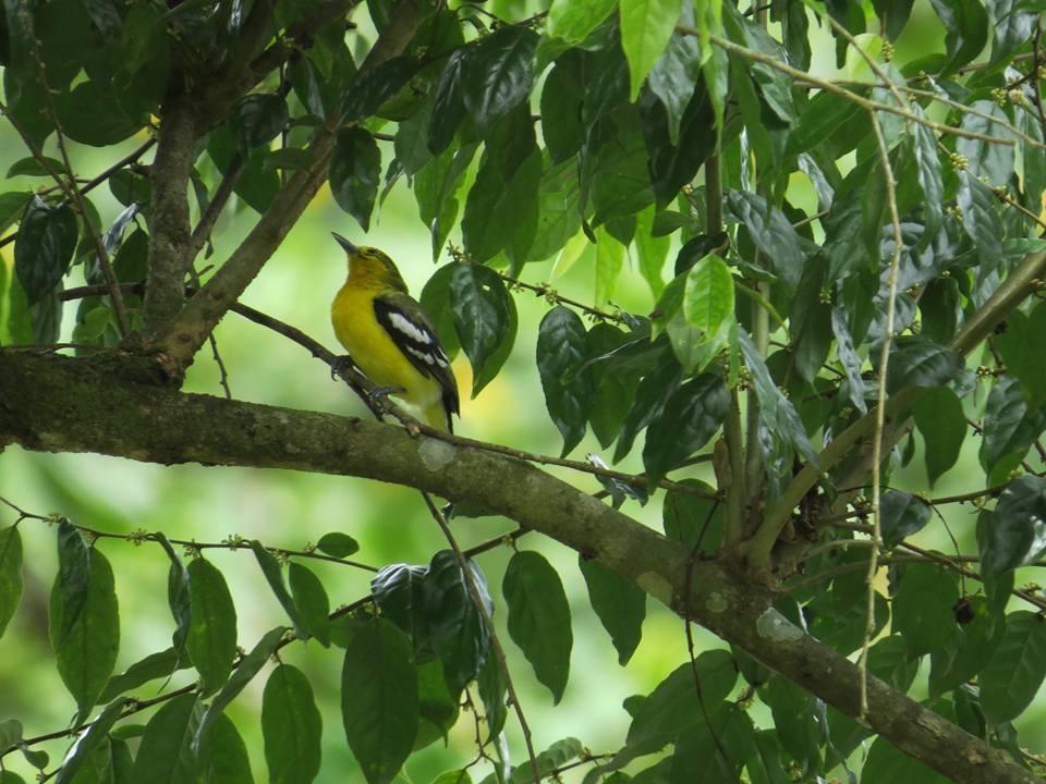 Batu Kapal Jungle Houses Hotel เบอราสตากี ภายนอก รูปภาพ